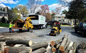Best Stump Grinding and Removal  in San Joaquin, CA