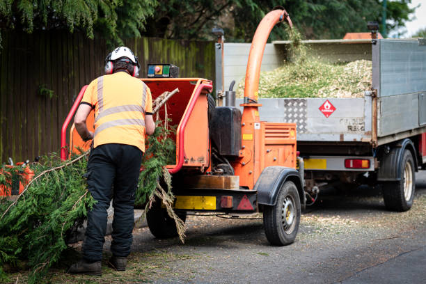Reliable San Joaquin, CA Tree Services Solutions