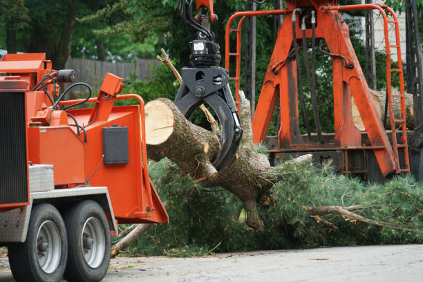 Best Tree Maintenance Programs  in San Joaquin, CA