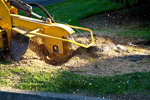 How Our Tree Care Process Works  in  San Joaquin, CA